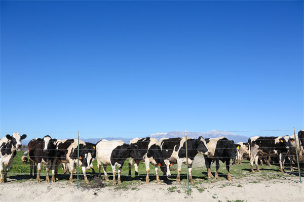 常溫純牛奶中禁止添加復(fù)原乳，集成供應(yīng)鏈怎么看？