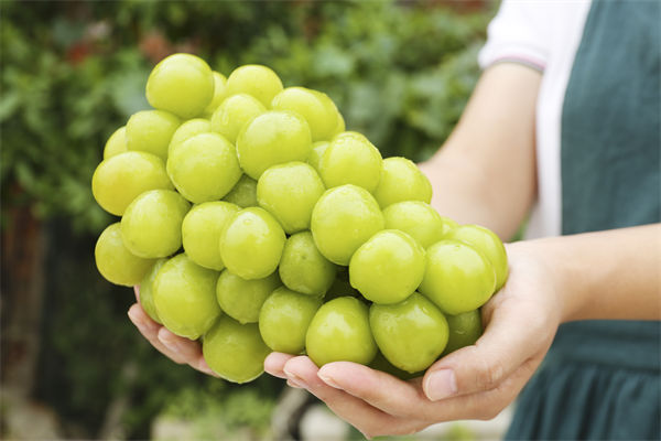 營(yíng)銷管理咨詢分析：陽(yáng)光玫瑰因何跌成“地板價(jià)”？